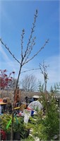 Various Type of Cherry Tree 6ft+