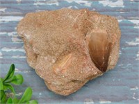 DINOSAUR TOOTH IN MATRIX ROCK STONE LAPIDARY SPECI