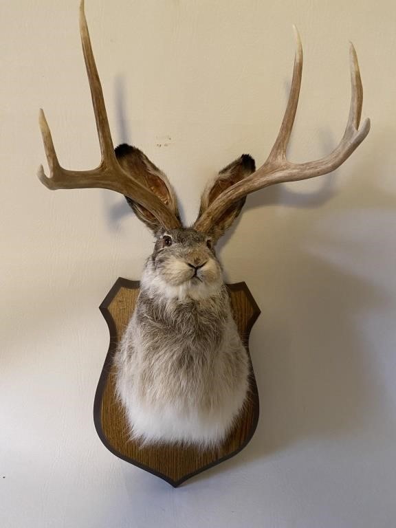 Real Jackalope Taxidermy