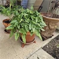 Large Philodendron Xanadu Potted Plant