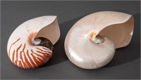 Nautilus Sea Shell Specimens, 2