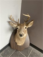 White Tail Deer Taxidermy
