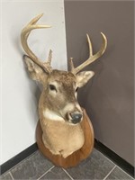 White Tail Deer Taxidermy
