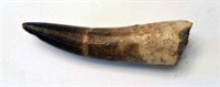 2" Spinosaurus Tooth - Morocco 100 - 94 Ma