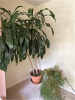 Asparagus Fern and Dracaena Plant