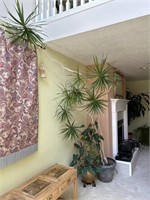Tall Dragon Tree Plant and other Pothos Plant
