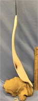 Impressive 21" fossilized ivory tusk carved into a