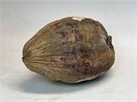 Coconut 9"