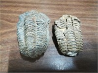 (2) Trilobite Fossils