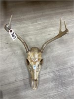 5 Point Deer Skull W/ Antlers