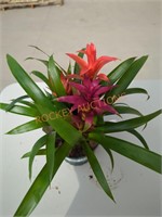 Bicolor Bromeliads