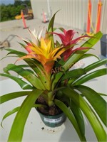 Tricolor Bromeliads