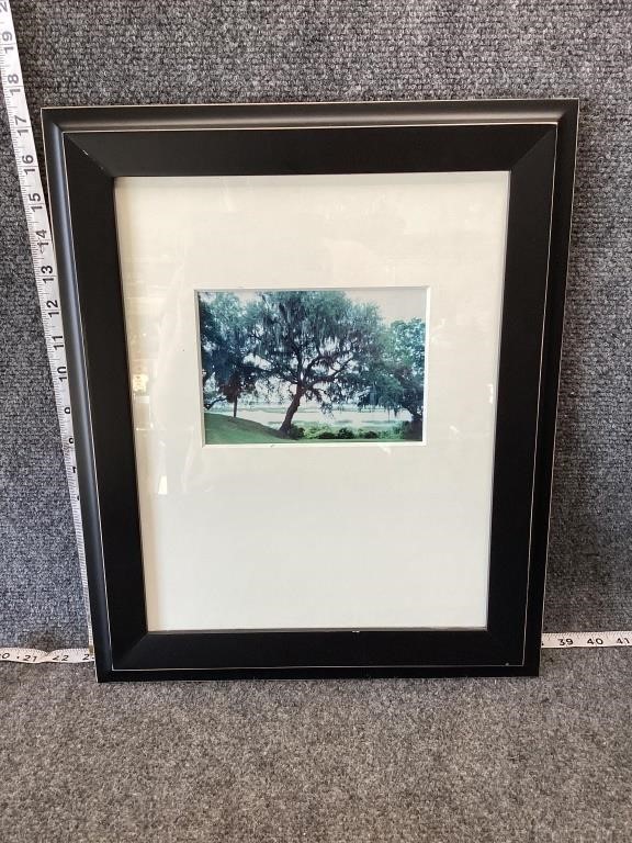 Framed Willow Tree Photography