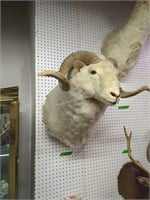 Sheep's head mount