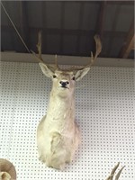 Follow deer head mount