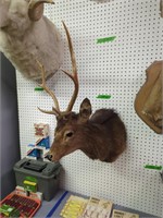 Sika deer head mount
