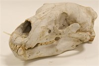 Large Full Bear Skull