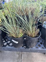 3 Lot of 1 ea 1 Gal Blue Oat Grass