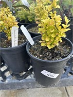 3 Lot of 1 ea 1 Gal Limoncello Barberry
