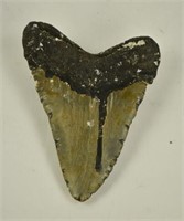 Megaladon Shark Tooth