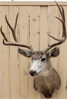 Taxidermy 10-Pt. Mule Deer Stag Bust Mount Trophy