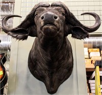 Taxidermy Water Buffalo Bust Mount Trophy