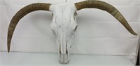 Steer bull skull and horns 33"x 20"