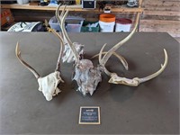 Lot of Deer Skulls/Antlers 1