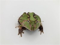 Suriname Green Pacman Frog
