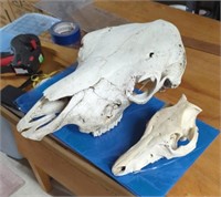 2 animal skulls
