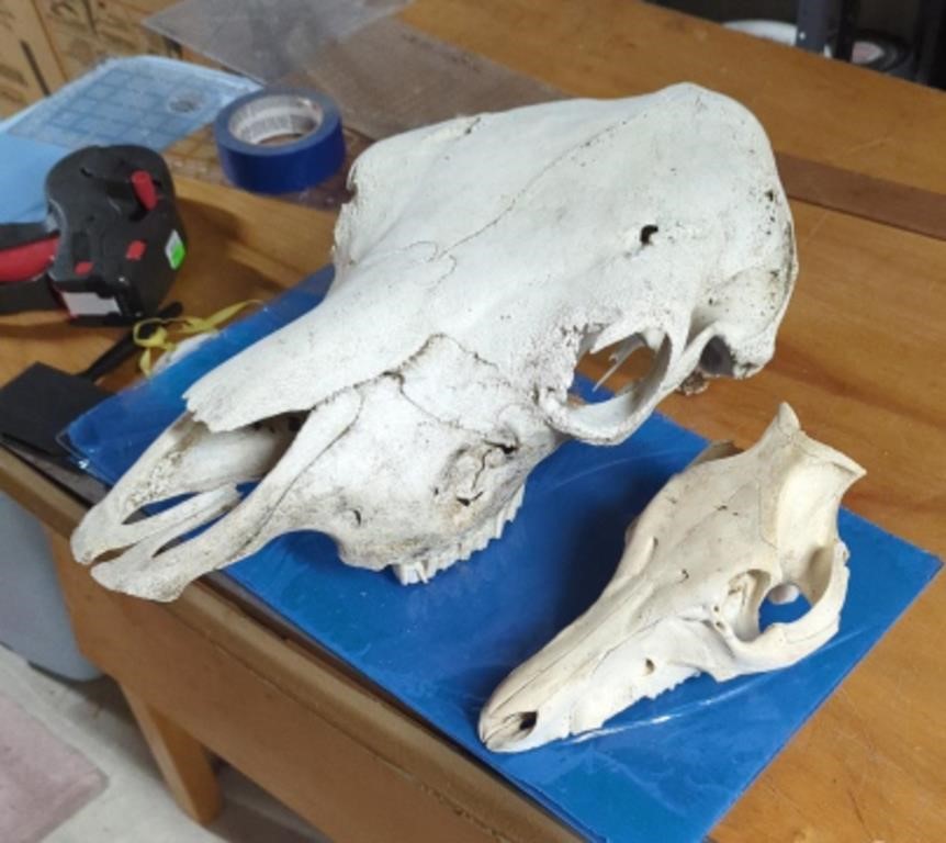 2 animal skulls