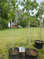 'Franks's Red' Red Maple Tree