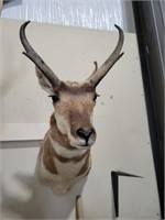 MEXICAN PRONGHORN MOUNT TAXIDERMY