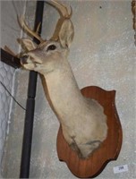 Mounted Deer