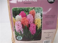20-Pk Tasc Pastel Assorted Hyacinthus Orientalis