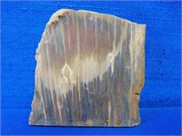 Natural Mineral Petrified Wood Slice