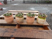 4 clay pots with hens and chicks