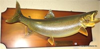 Excellent Mounted Lake Trout