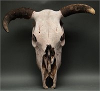 Authentic Cow Skull