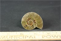 Polished Ammonite Fossil, 28 grams