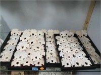 5 TRAYS OF SAND DOLLARS FROM MEXICO -  LOCAL PICK-