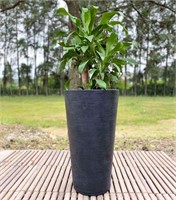 Genebra Resin Pot Planter