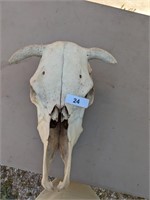 Cow Skull