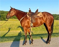 Bay mare