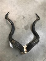 PR. Kudu Horns