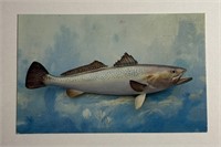 Vintage PPC Postcard Speckled Trout!