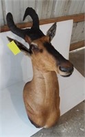 African Hartebeest shoulder mount.