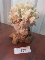 Natural Coral Decor