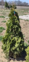 Arborvitae Emerald Green, 50"