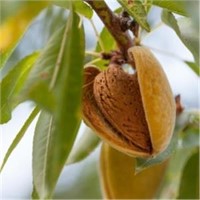 (100) 1/4" Wood Colony Almond Trees on Nemaguard C
